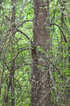 Pin oak